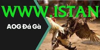 Đá Gà Trực Tiếp - Trải nghiệm tuyệt vời