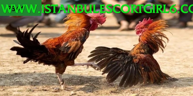 Đá Gà Trực Tiếp - Ưu đãi đặc biệt